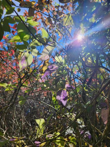 Sun shining through colorful autumn leaves.