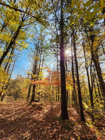 Sun shining through autumn forest trees with fallen leaves.