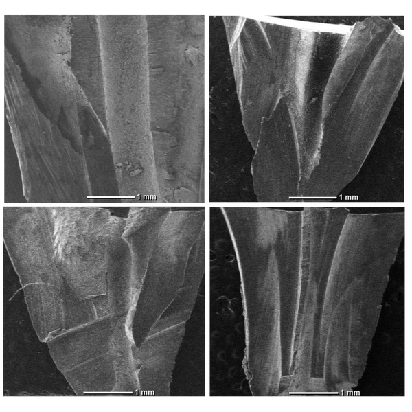 Tooth morphology under SEM for Relative Dentin Abrasivity (RDA) scoring