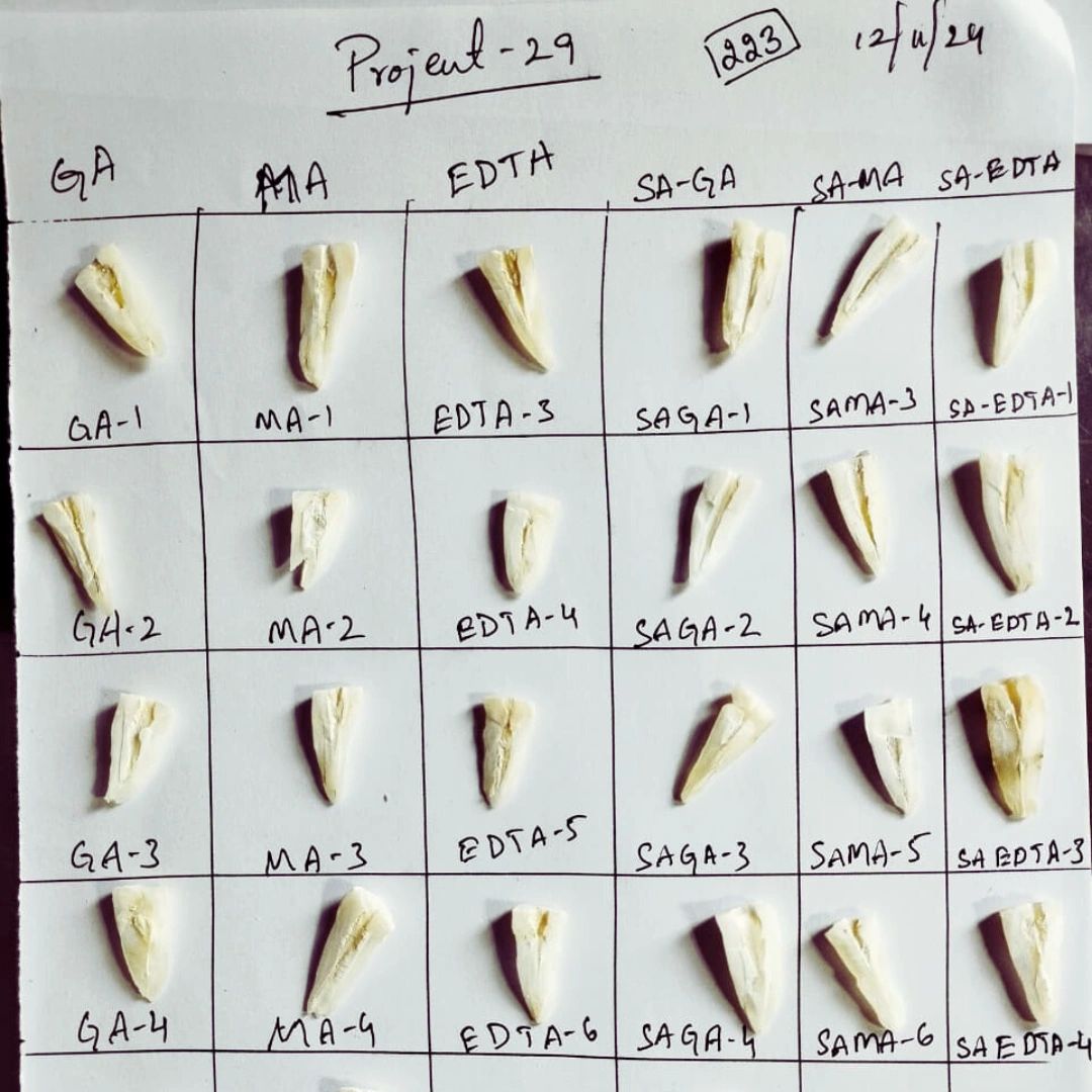 Relative Dentin Abrasivity (RDA) testing tooth sample preparation.