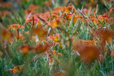 Tiger lilies in a field.