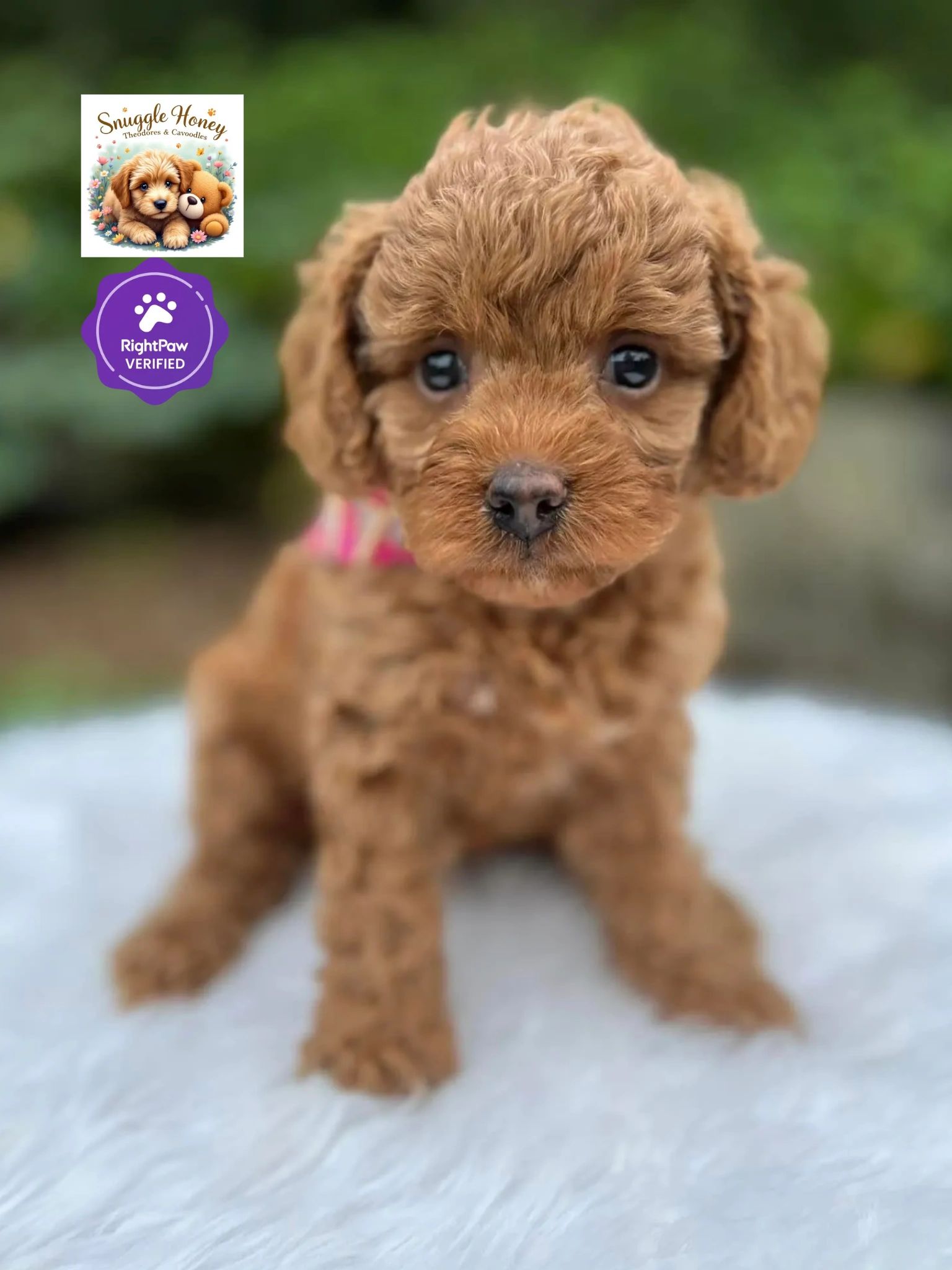 Adorable brown Cavoodle puppy sitting on a white surface.