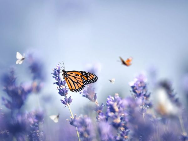 A monarch butterfly perched on lavender flowers with a soft blue sky background.