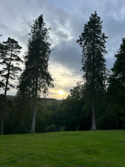 Sun setting behind tall trees on a grassy hill.