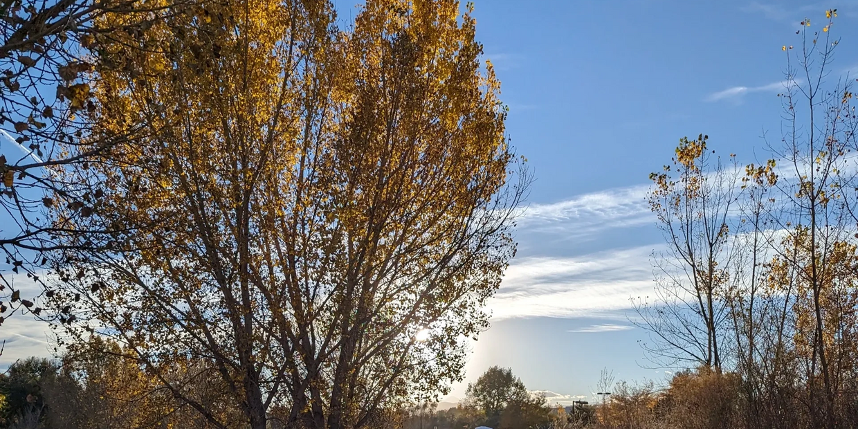 Image of trees in the fall with blue sky in the background.