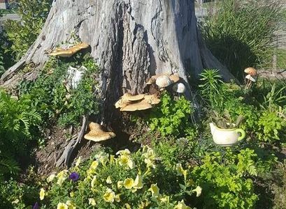 Elm tree stump on former family farm on McNabb street in 2012