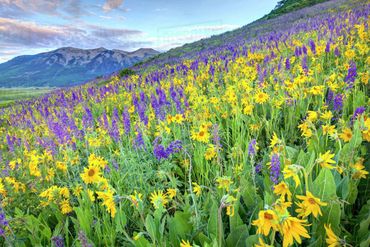 Field of purple and yellow flowers with a mountain in background. Blue/cloudy sky