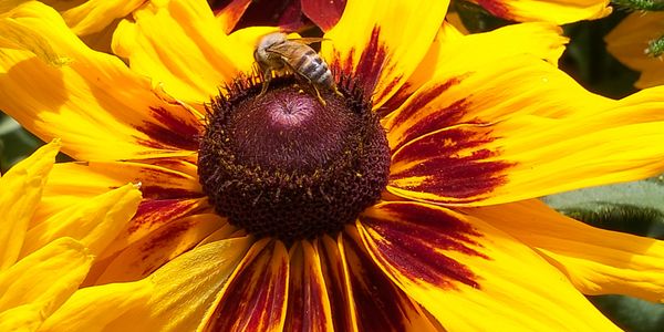 A bee collecting nectar from a vibrant yellow and red flower.