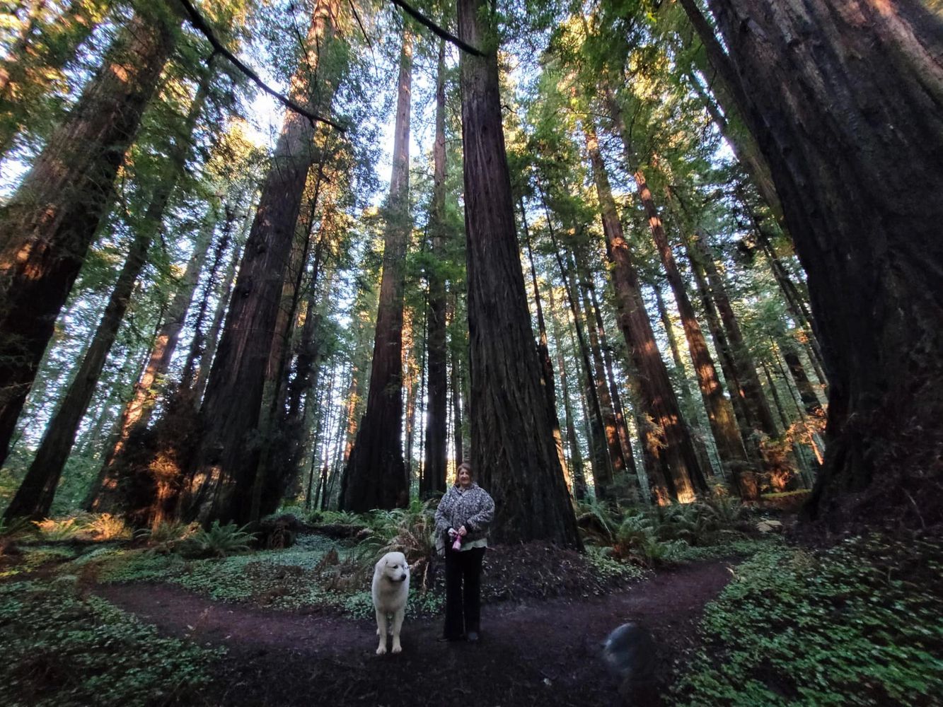Person with a white dog in a forest of tall trees at sunset.