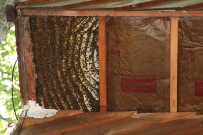 Honey bees that moved into the overhang of a house.