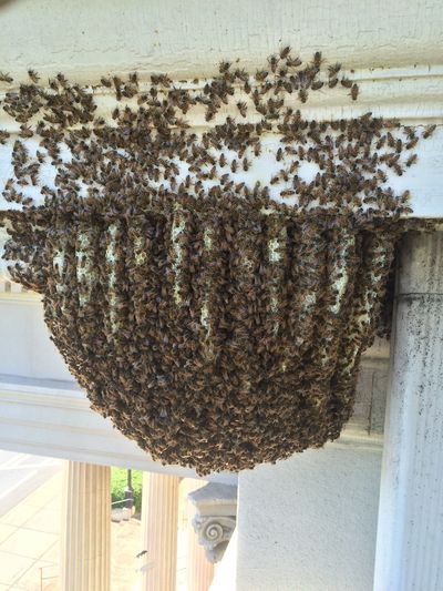 Athens, Georgia exposes colony of honey bees on the side of a church
