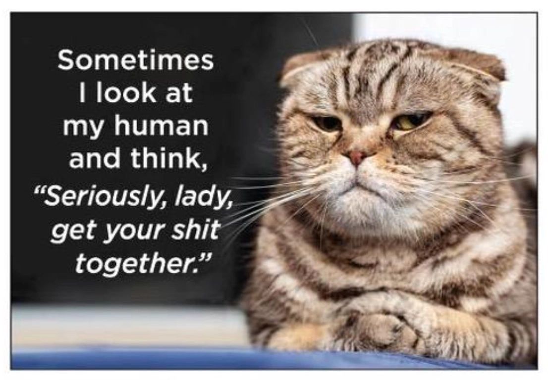 Sarcastic cat magnet.  Sometimes I look at my human and think, "Seriously, lady, get your shit toget