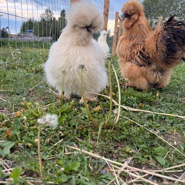 Two fluffy chickens pecking on grass near a wire fence under a blue sky.