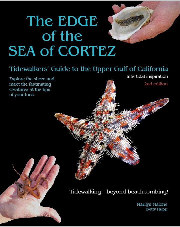 Your essential guide to the beautiful beaches of the Northern Gulf of California!
