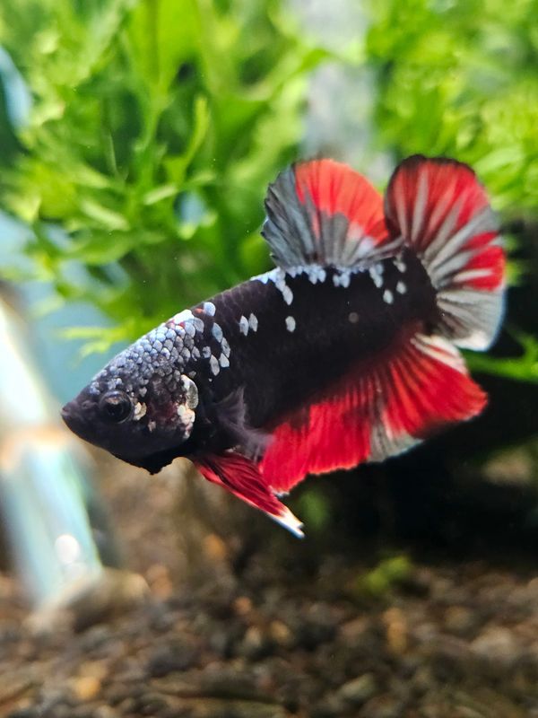 Male King Betta Fish