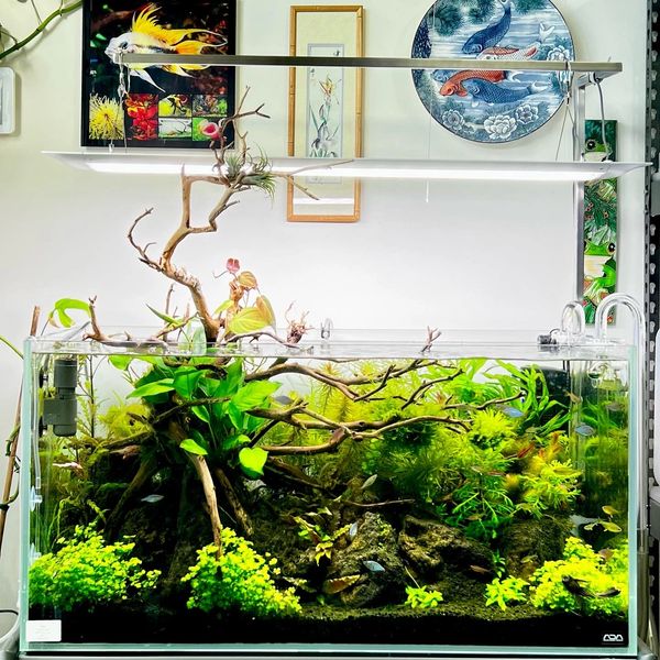 90P Display Planted Aquarium.
