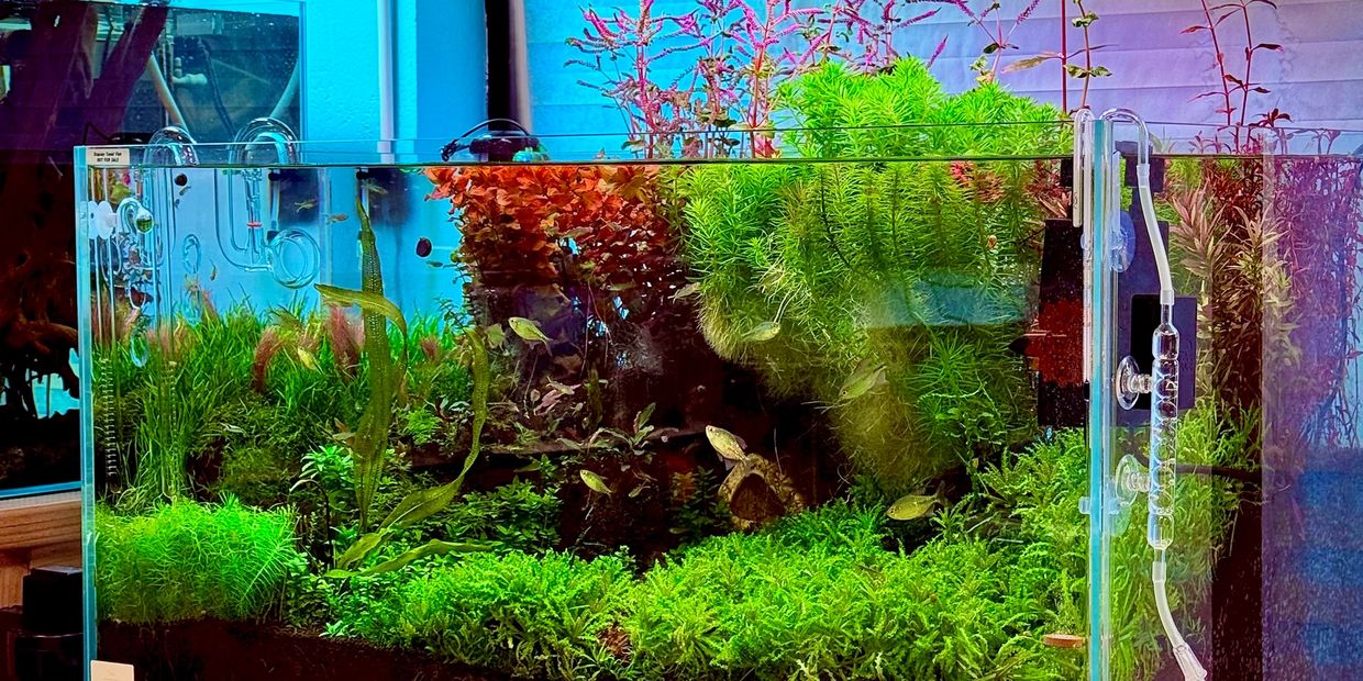 90P Nature Style Aquascape