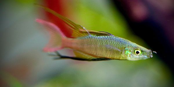 Feather Fin Rainbow Fish.