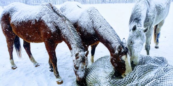 Snow actually creates a layer of insulation that helps keep them warm!!