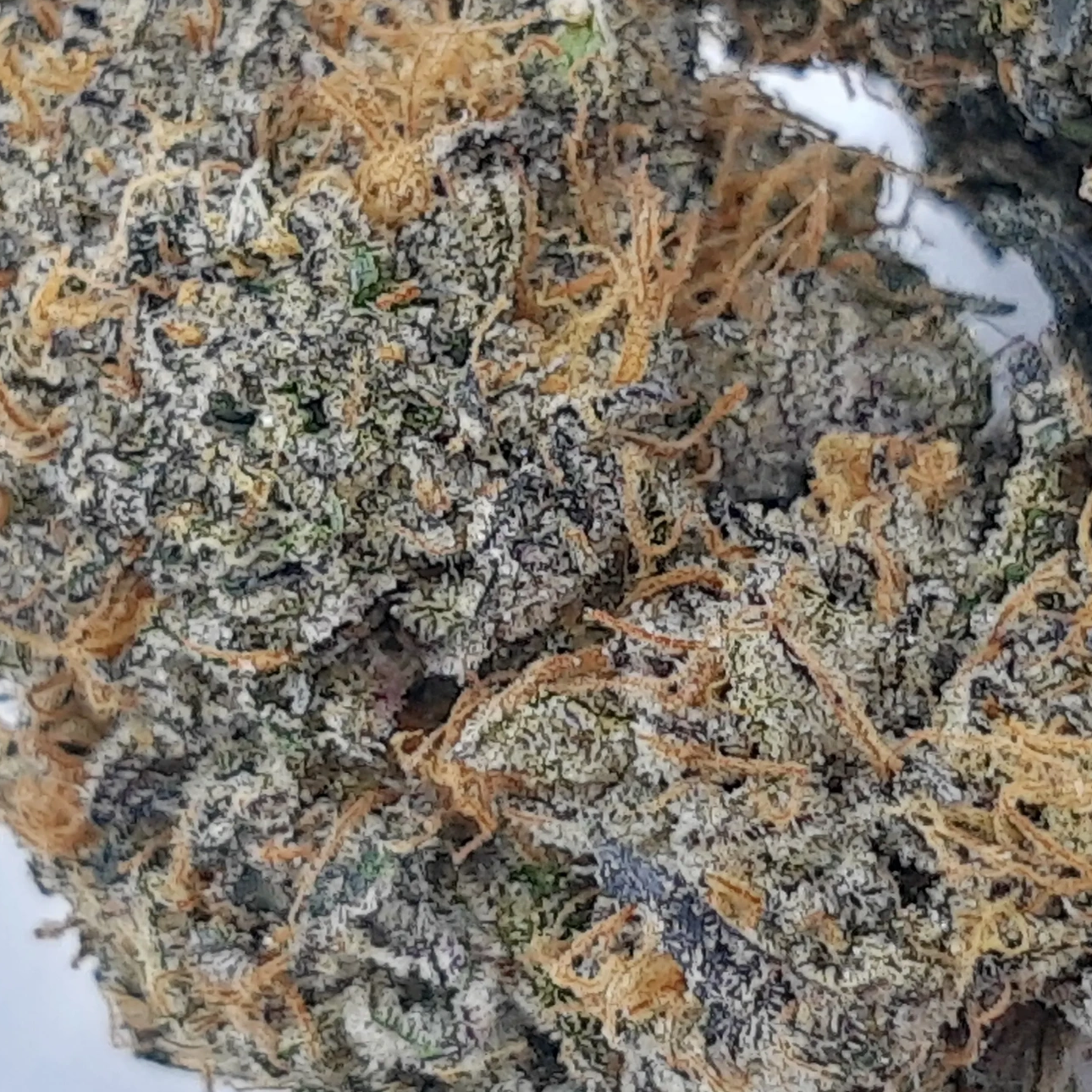 Close-up of frosty cannabis buds with orange hairs and crystal trichomes. Cali Orange