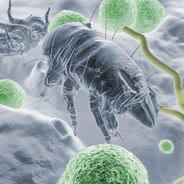 Microscopic view of a dust mite among green particles.