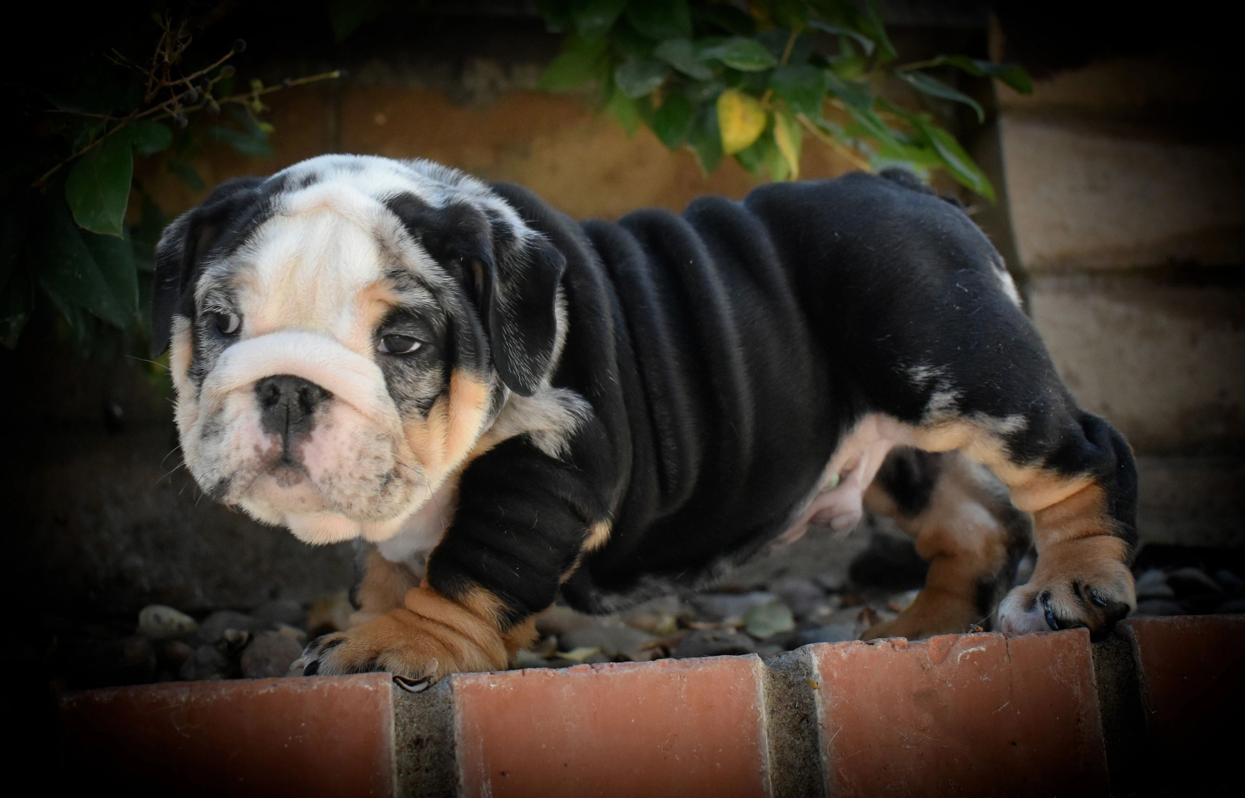 English Bulldog puppy looking for his new home.