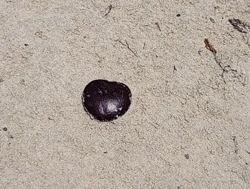 Start at the oldest wrack line. Now this is just our opinion after a quick chat. You will also find