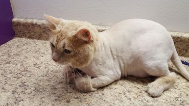 A Lion Cut for our Cat Grooming Clients