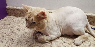 A calm cat with a Lion Cut. Cat Grooming is sooooo much fun for both the human and the Celebrity.