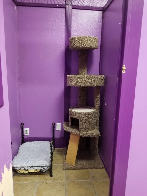 Just a quick look at a Luxury Cat Hotel room.