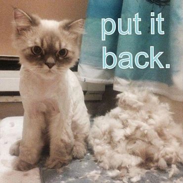 Can you imagine how messy this cat looked before the Cat Grooming?