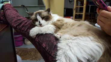A relaxed cat in our Cat Grooming studio.