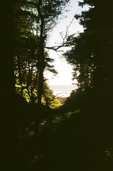 Sunlight peeking through forest trees towards a distant view of the sea.