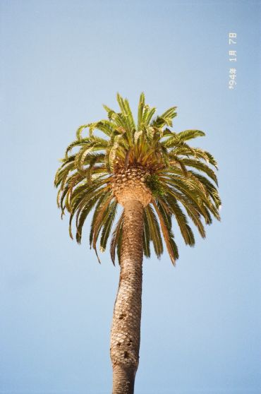 Tall palm tree against blue sky.