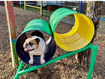 Having fun in the dog park!