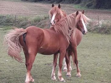 Masemaineanglaise_poneys