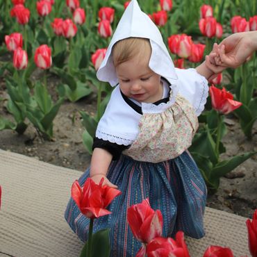 Young girl in yellow and blue Dutch costume reaching for a red tulip