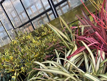 Various potted ornamental plants in a greenhouse.