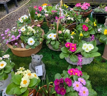 Lovely planted arrangements for gifts or to treat yourself