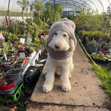 our dog woody helping in the tunnel 💕