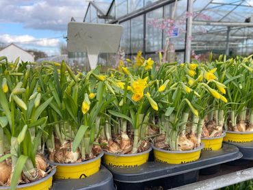 Rows of yellow narcissus plants in small yellow pots at a garden center.