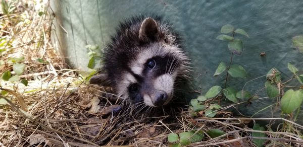 Raccoon Baby with Head Stuck in Hole