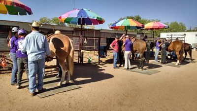 Riders and Volunteers Grooming horses