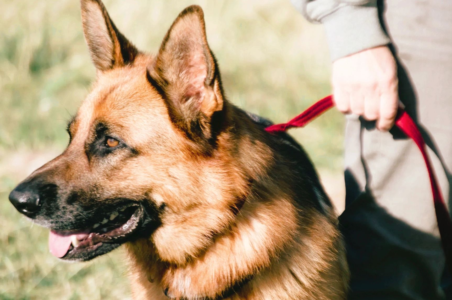 Professional dog trainer with dog in east valley az