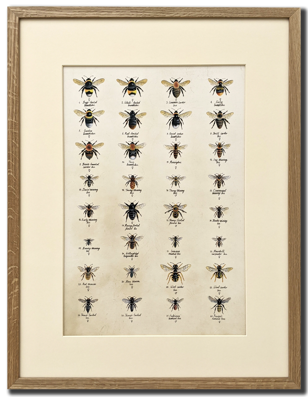 Native Bees of Britain
