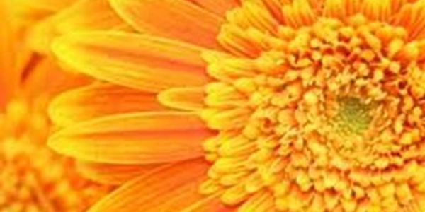 Holistic Psychotherapist Online in Ontario
