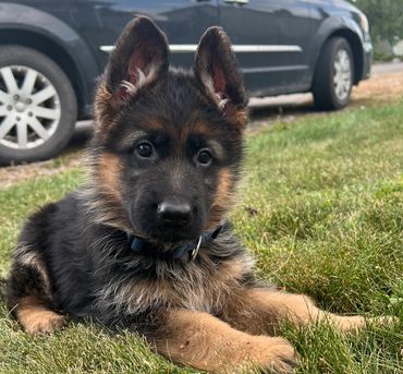 Adorable German Shepherd puppy lying on green grass near a parked car.