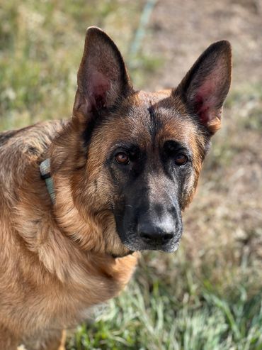Close-up of a German Shepherd dog outdoors in natural light.