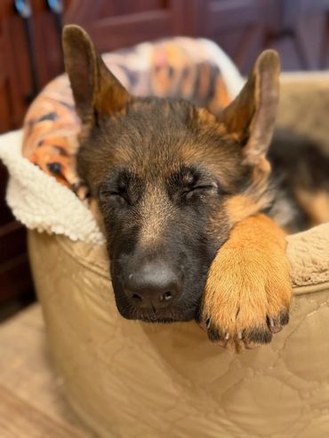 Sleeping German Shepherd puppy resting in a cozy bed.