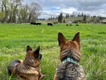 Two dogs watching cows across a green field on a cloudy day.
